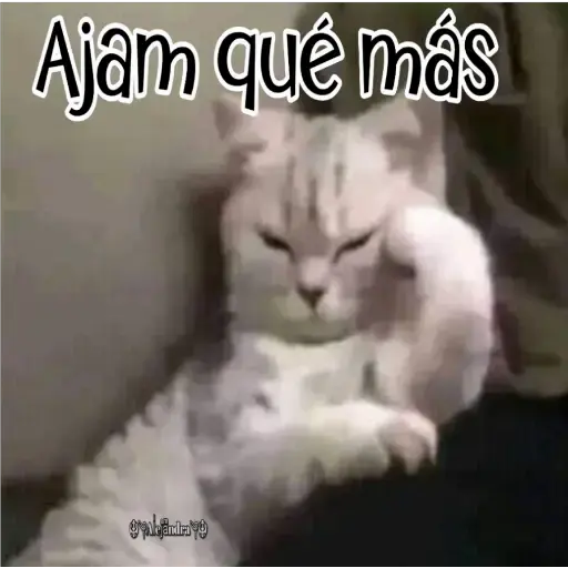 🧿Gatos fraseables 🐱🐈 24