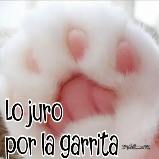 🧿Gatos fraseables 🐱🐈 11