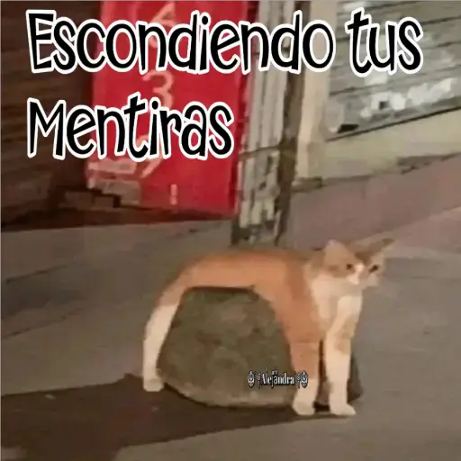 🧿Gatos fraseables 🐱🐈 20