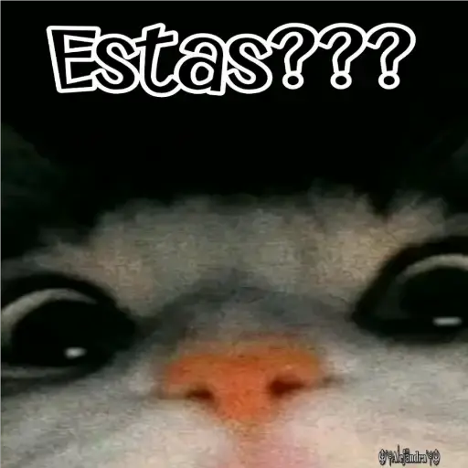 🧿Gatos fraseables 🐱🐈 7