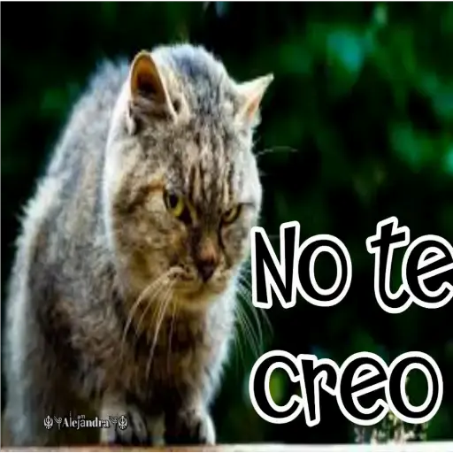 🧿Gatos fraseables 🐱🐈 13