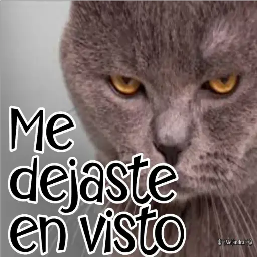 🧿Gatos fraseables 🐱🐈 26