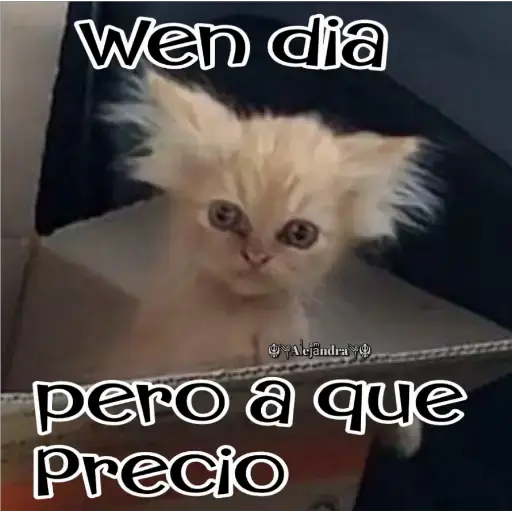 🧿Gatos fraseables 🐱🐈 9