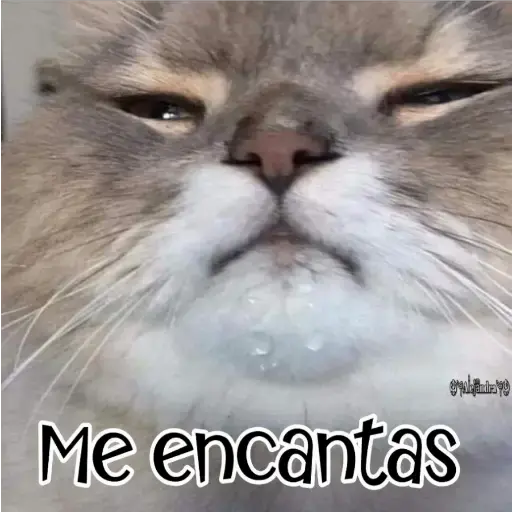 🧿Gatos fraseables 🐱🐈 17