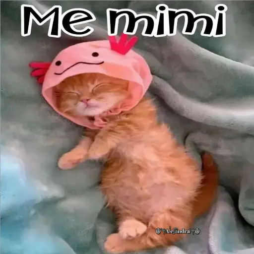 🧿Gatos fraseables 🐱🐈 1
