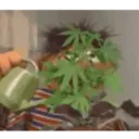 Marijuana 21