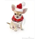 Mi Mejor Amigo 3 30