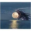 Dragons 12