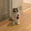 GATOS :D 5