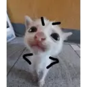 GATOS :D 3