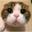 GATOS :D 1