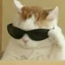 Gatos graciosos 1 2