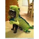 Gatos graciosos 1 11