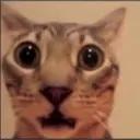 Gatos graciosos 1 8
