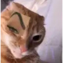 Gatos graciosos 1 10