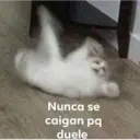 Gatos graciosos 1 6