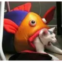 Gatos graciosos 1 5