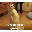 Gatos graciosos 1 4