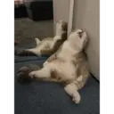 Gatos graciosos 1 1
