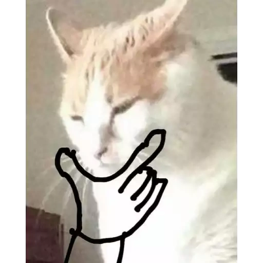 White kitty Mov 22