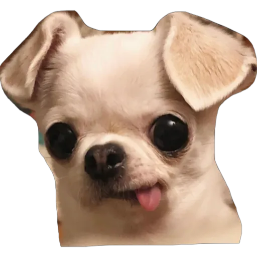 🐾Randomals🐾 Mov 21