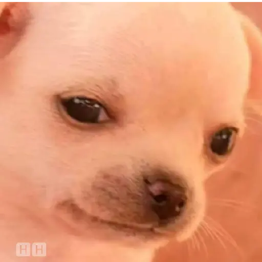 🐕PERRITO TOXICO2🐕 15
