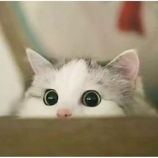 ️White cat Mov 22