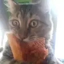 Pizza   . Mov 18
