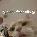 MICHIS 7