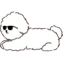 MIKO THE FLUFFY WHITE DOG 12