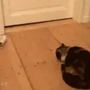 Cats 2   Mov DZ 21
