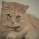 Cats 2   Mov DZ 4