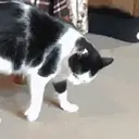 Cats 2   Mov DZ 19