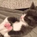 Cats 2   Mov DZ 30