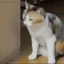 Cats 2   Mov DZ 22