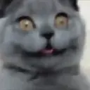 Cats 2   Mov DZ 12