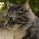 Cats 2   Mov DZ 27
