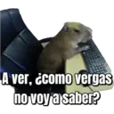 A ver, ¿como vergas no voy a saber?