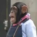 Changuitos  Mov 24
