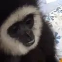 Changuitos  Mov 3