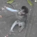 Changuitos  Mov 30