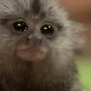 Changuitos  Mov 23