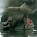 Changuitos  Mov 29