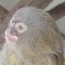 Changuitos  Mov 25