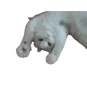 ☆ Animalitos Cute Mov. ☆ 9