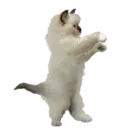 ☆ Animalitos Cute Mov. ☆ 14