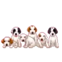 ☆ Animalitos Cute Mov. ☆ 8