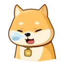 Akiovk dog 24