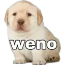 weno