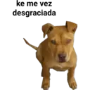 Perros pitbull 14